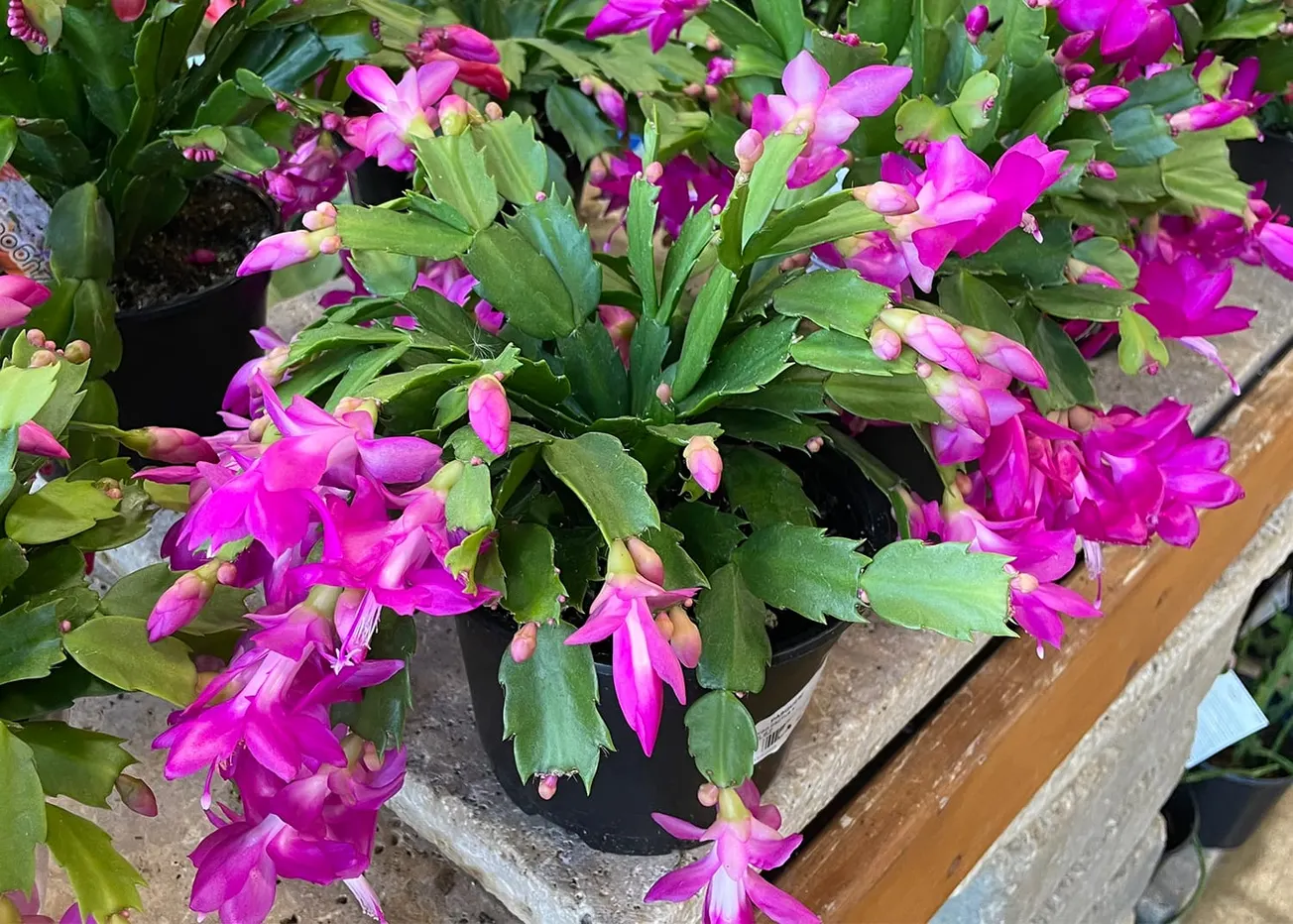 In the Garden: Holiday cacti add weeks of color and enjoyment