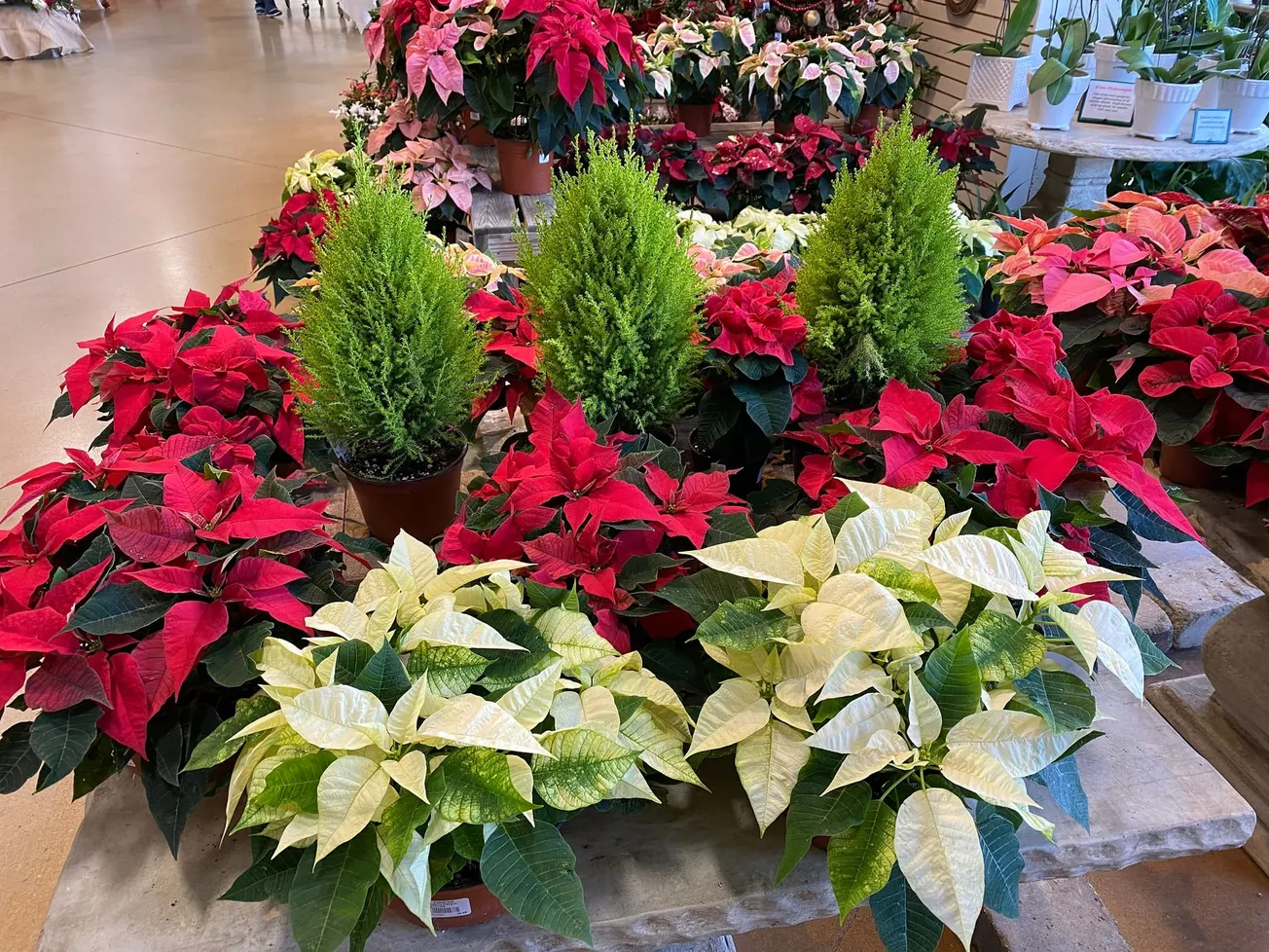 In the Garden: Selection and care of living holiday trees