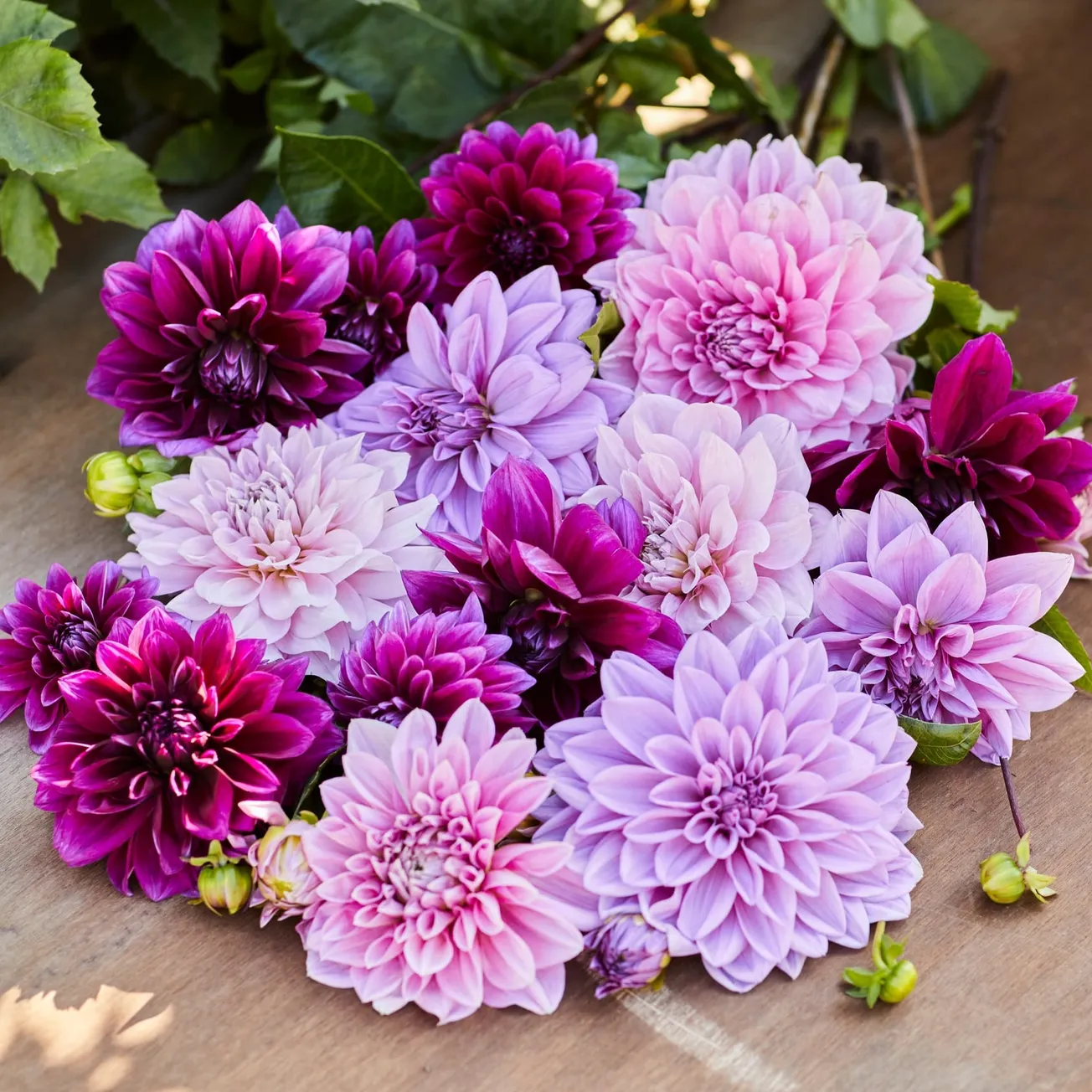 In the Garden: Dahlia combinations for gardens and bouquets