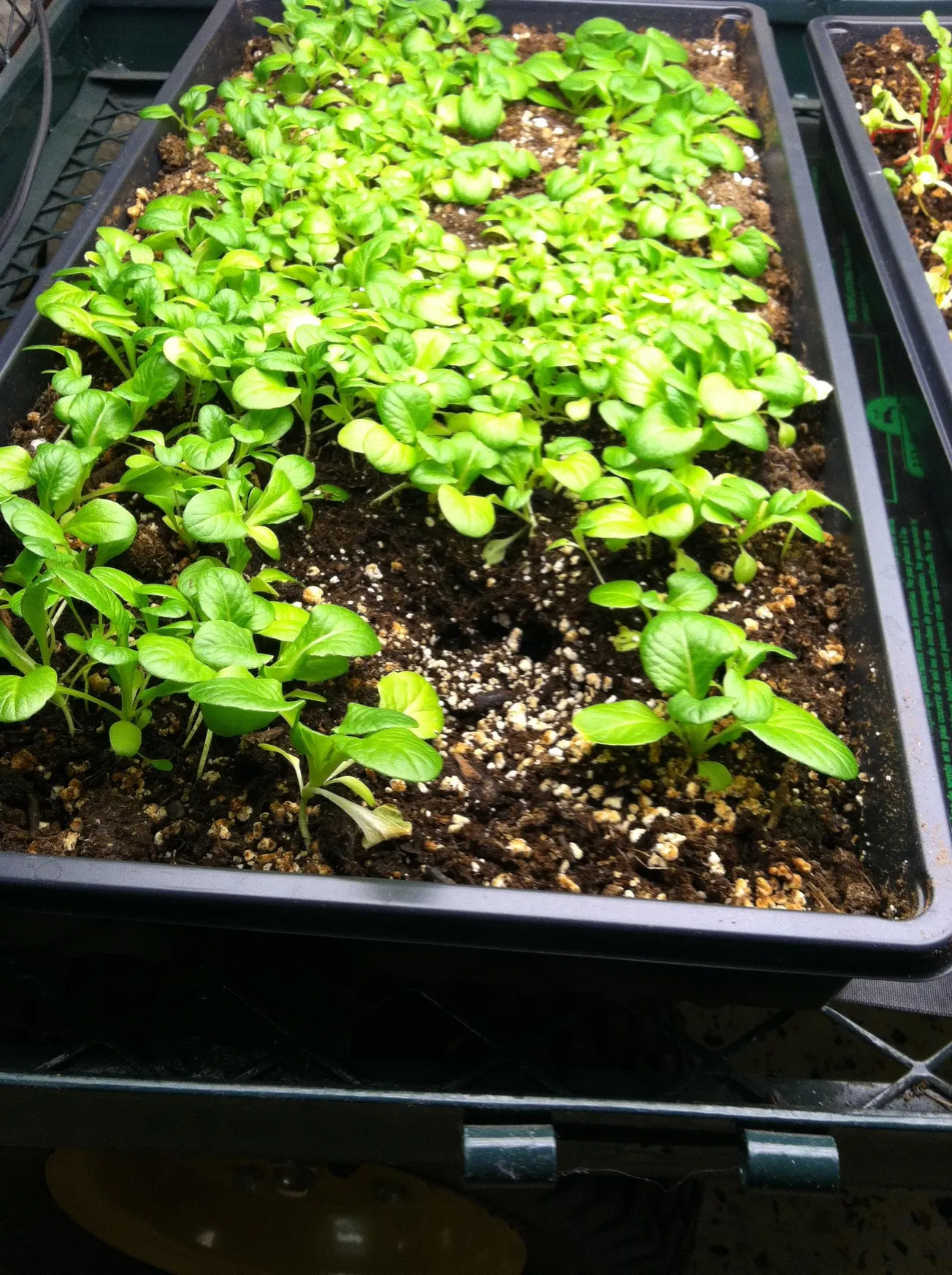 In the Garden: Maximize seed starting success with a seed starting chart