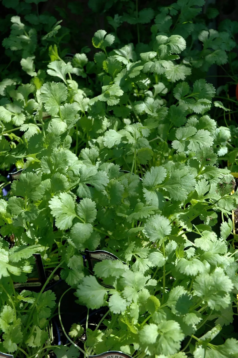 In the Garden: Grow, harvest and enjoy all parts of cilantro