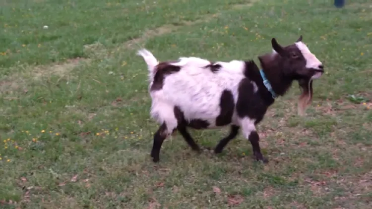 Owners can keep senior goat at center of Henrico neighborhood controversy, board rules