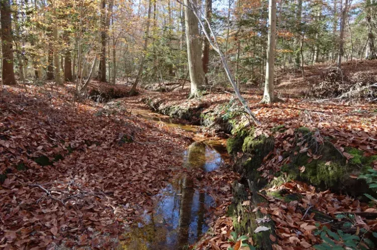 Eastern Henrico's 139-acre Camp Holly site preserved from development • Henrico warns about fraudulent invoices