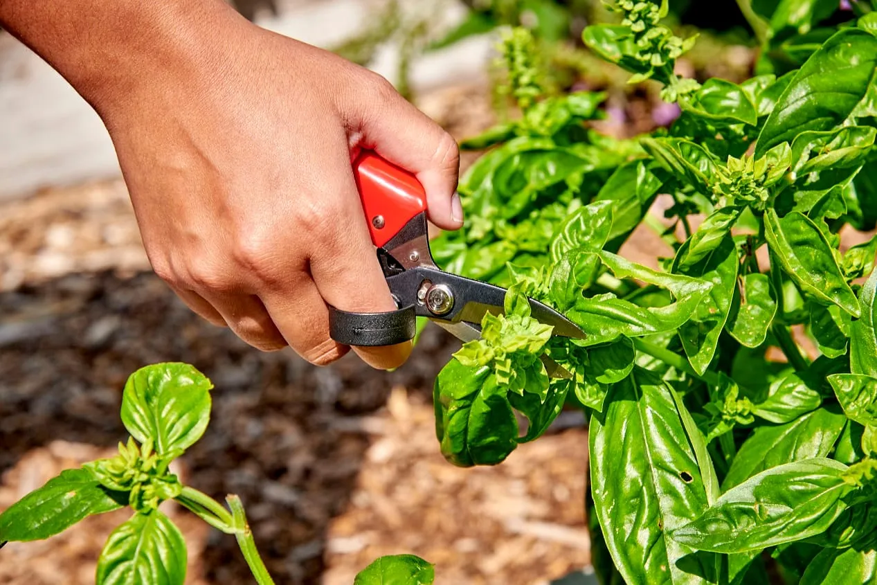 In the Garden: The why and how of deadheading
