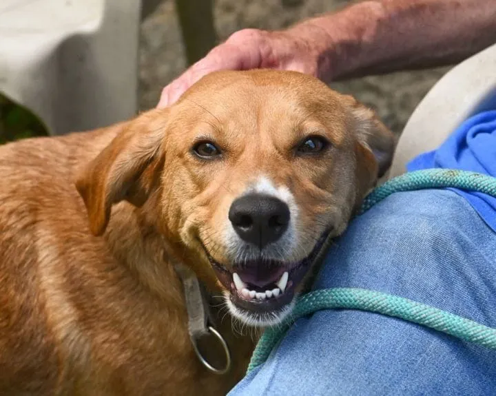 Henrico Police Animal Shelter to host adoption event May 17
