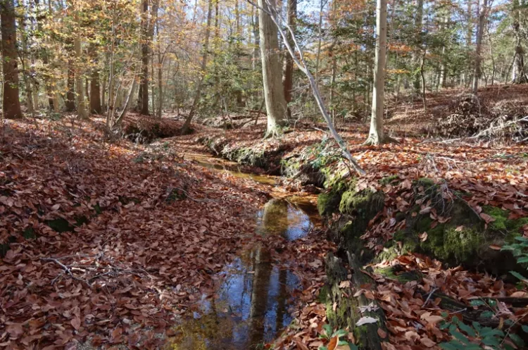 Eastern Henrico's 139-acre Camp Holly site preserved from development