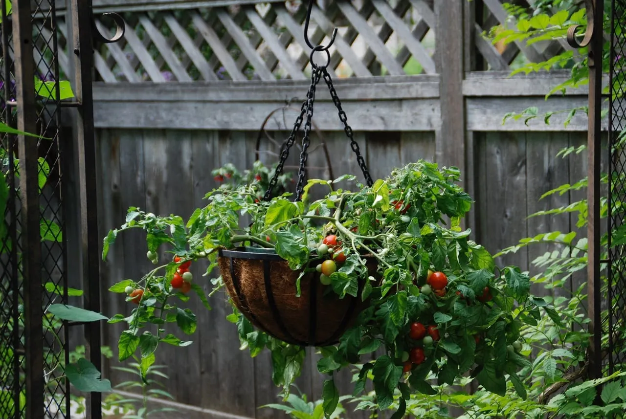 In the Garden: There's always room for tomatoes