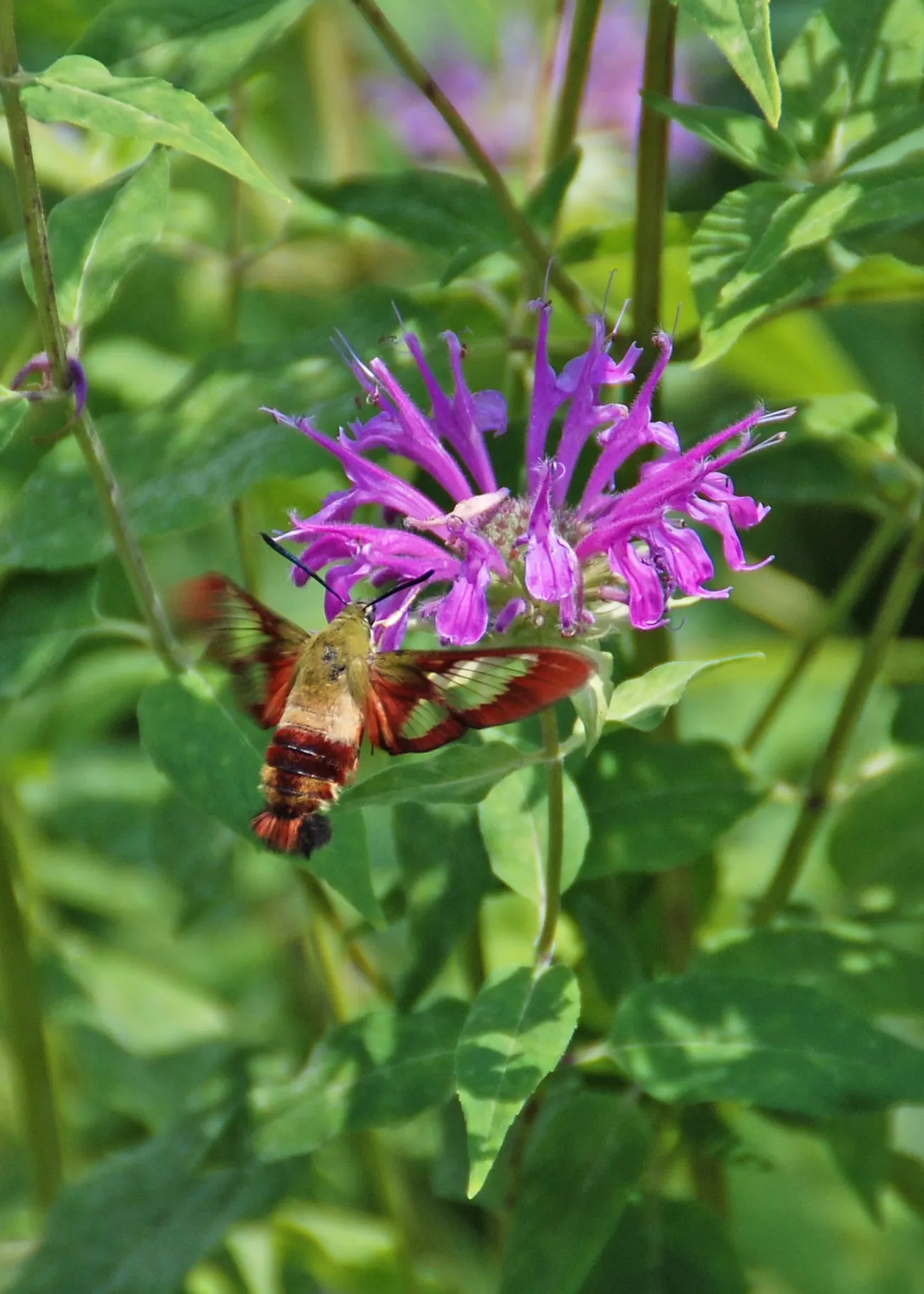 In the Garden: How to create, plant and maintain a pollinator garden