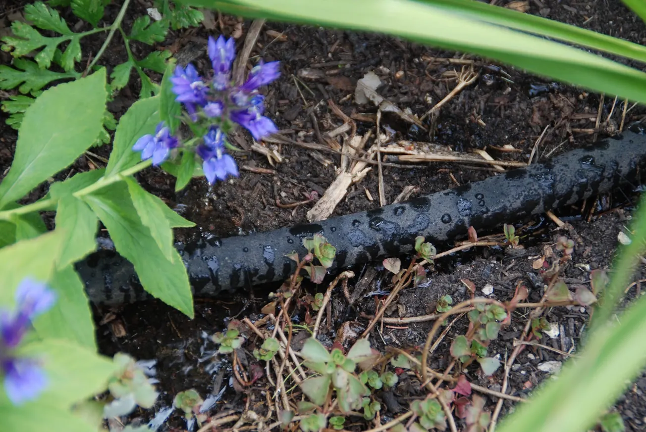 In the Garden: Gardening in extreme heat