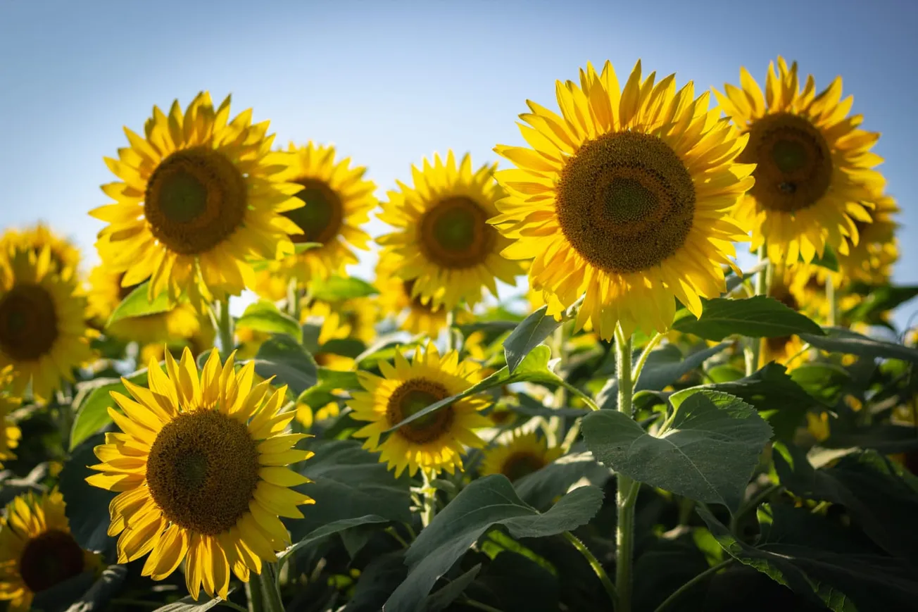 In the Garden: Plant sunflowers for a season of enjoyment