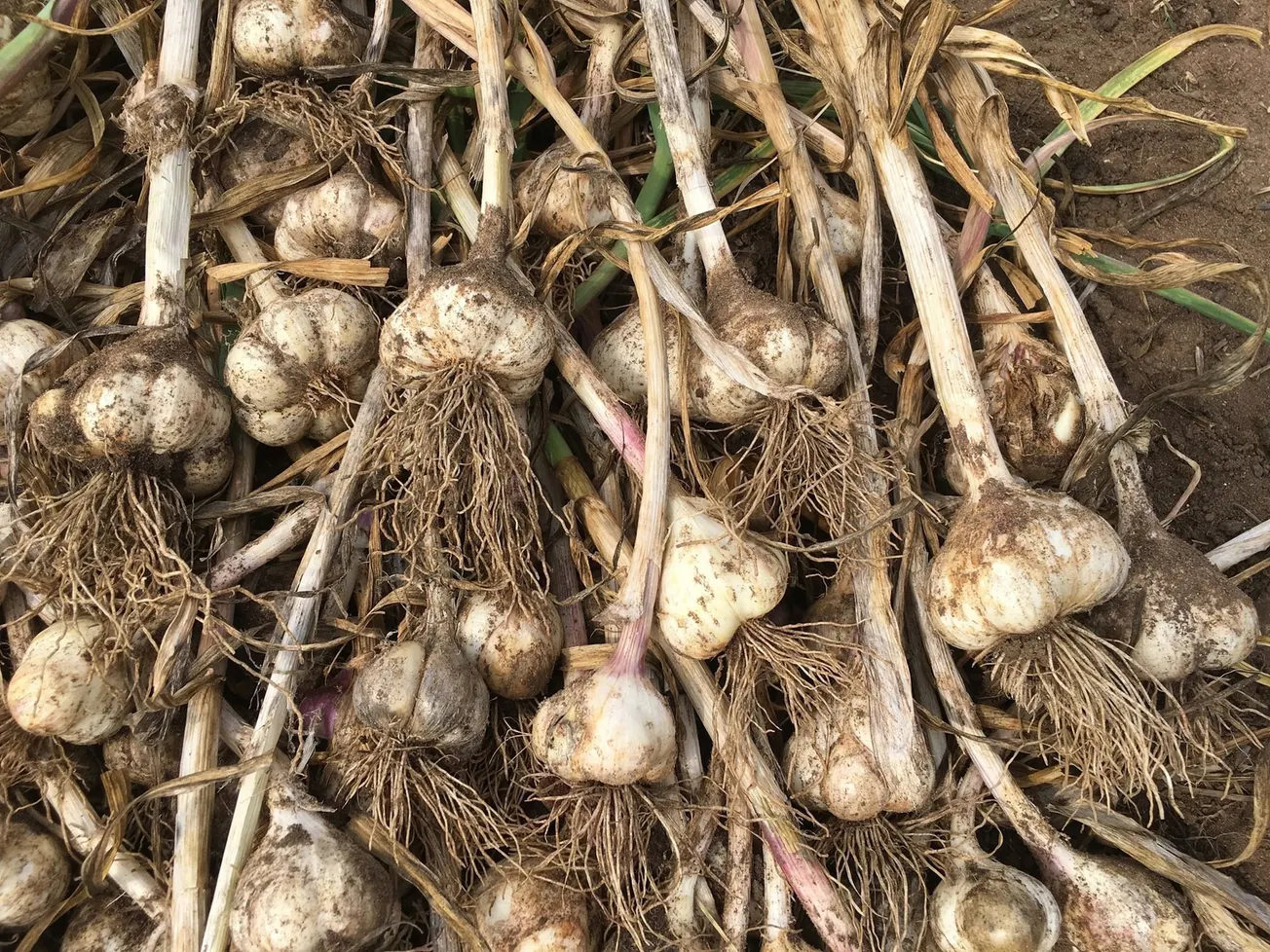 In the Garden: Harvest garlic and replant with quick-maturing vegetables