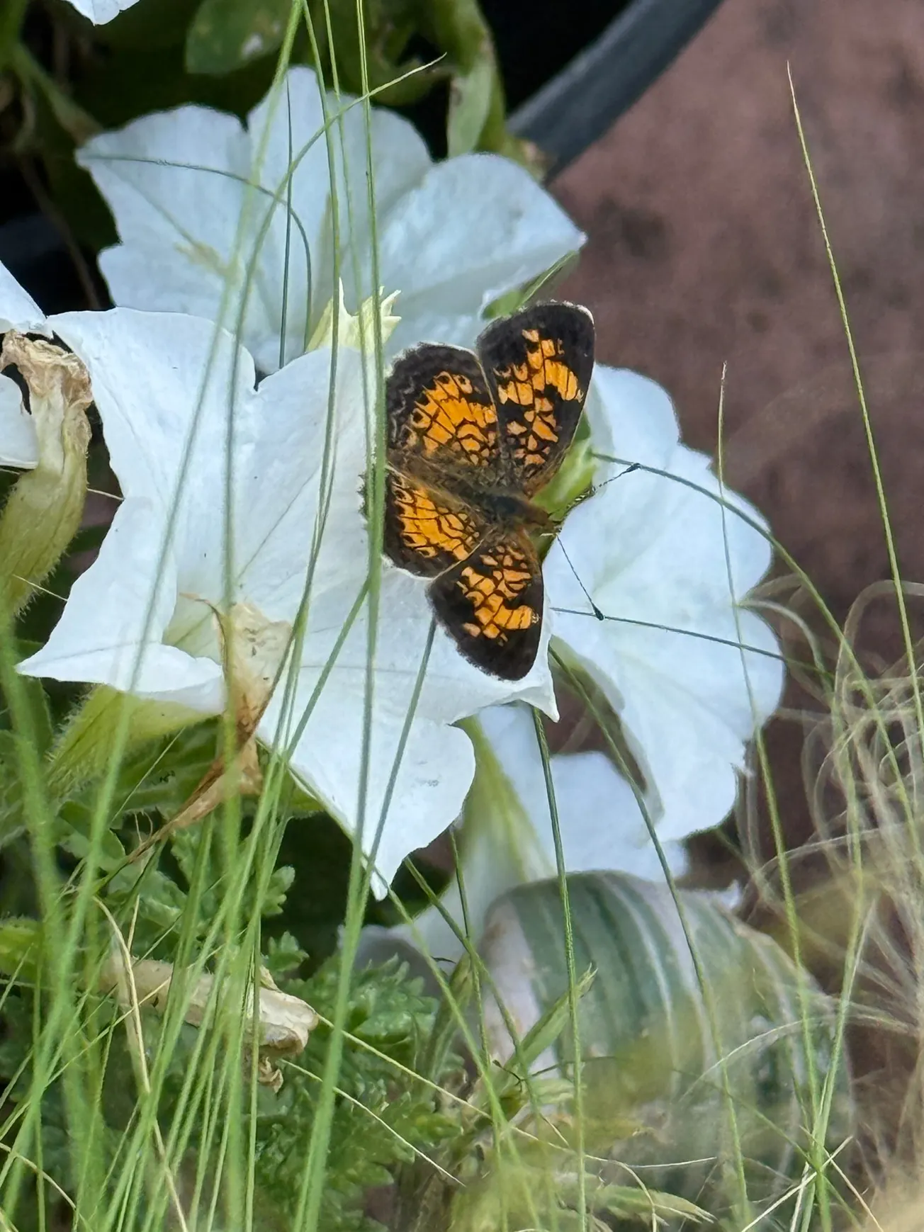 In the Garden: Reduce maintenance to boost your garden enjoyment