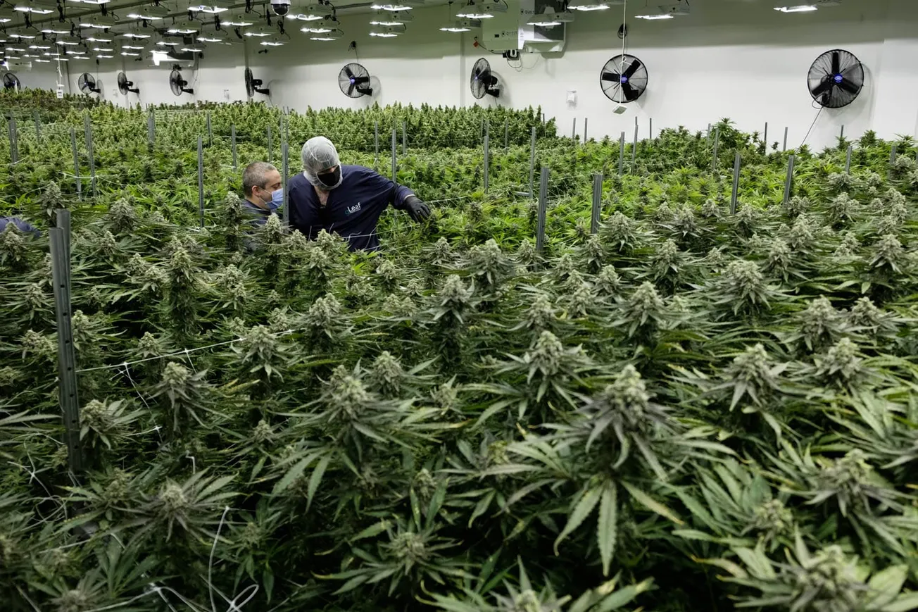 Joint commission hears roadmaps for Virginia’s retail cannabis rollout