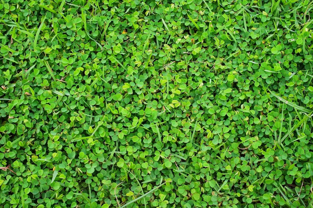 In the Garden: Grow a bee-friendly lawn