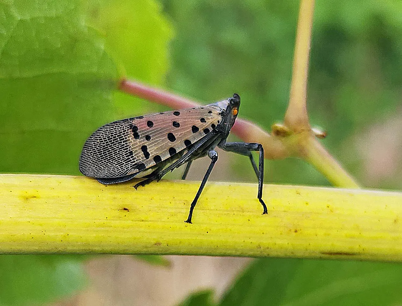 ‘Squash on sight:’ Virginia battles invasive spotted lanternflies