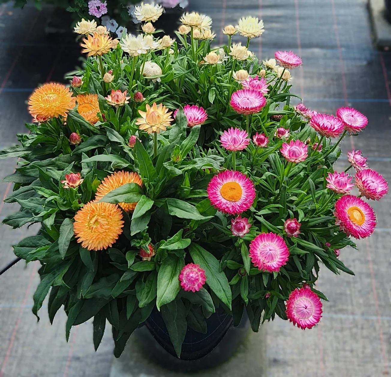 In the Garden: Freshen up your late season garden with strawflowers