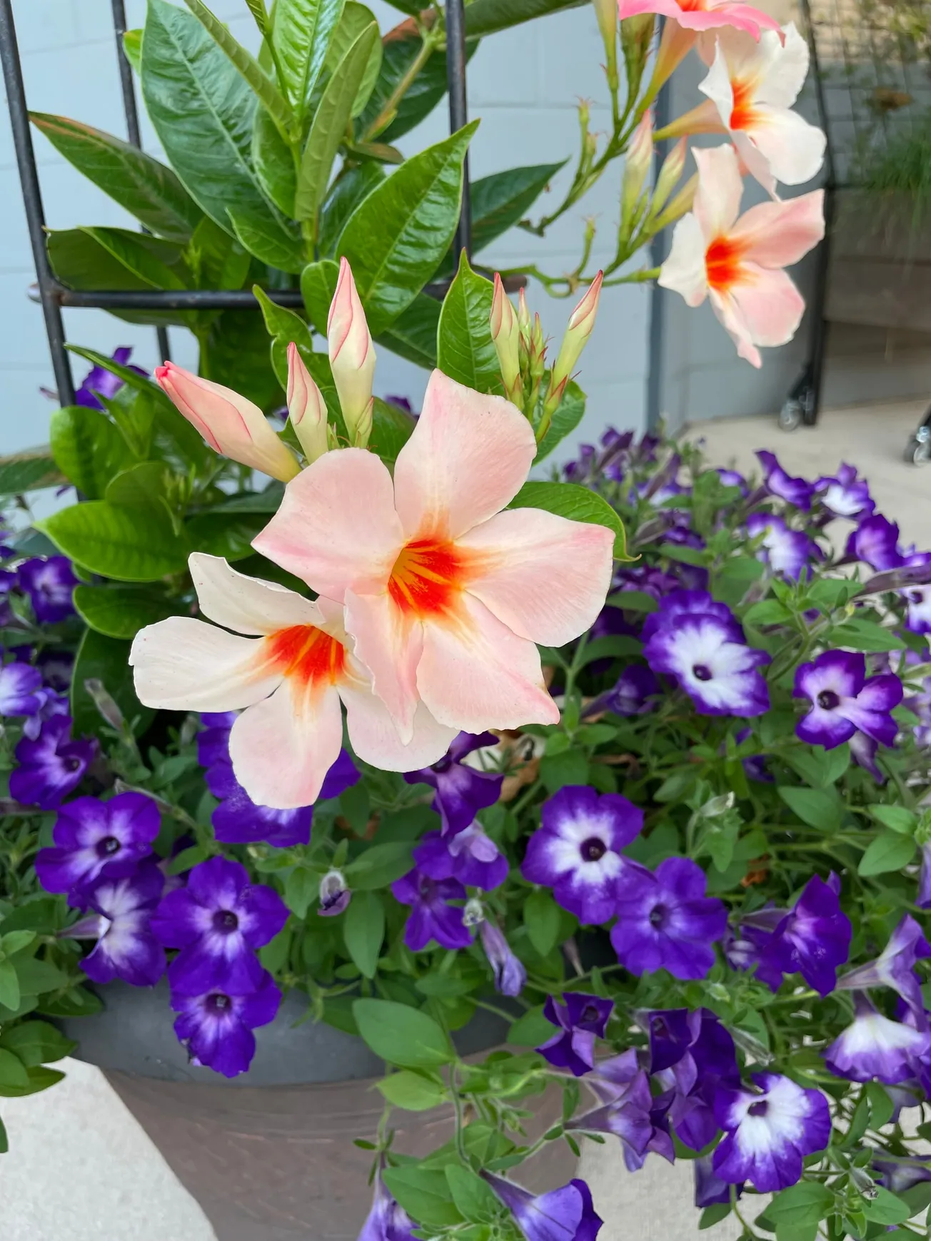 In the Garden: Annual flowers that thrive in the heat