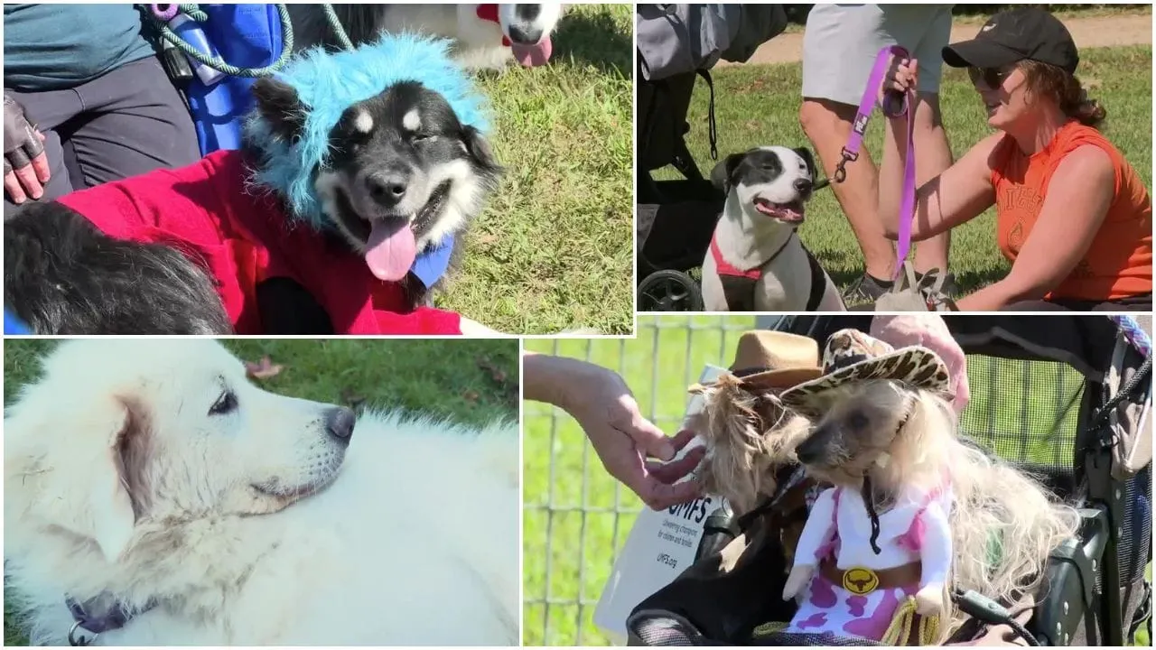Highlights from Henrico Humane Society's Bark in the Park