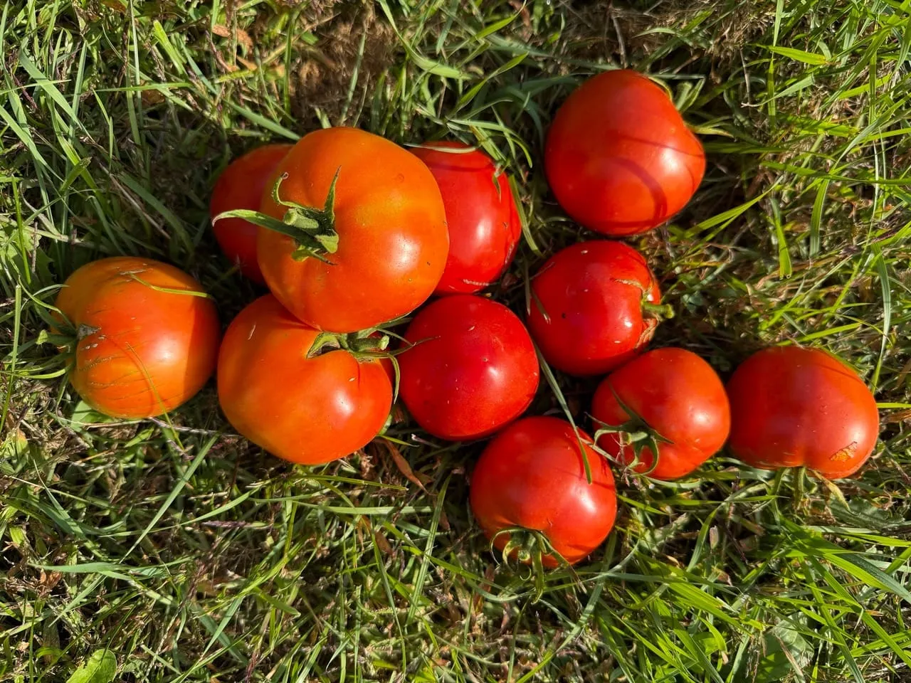 In the Garden: Collect and save some heirloom vegetable seeds