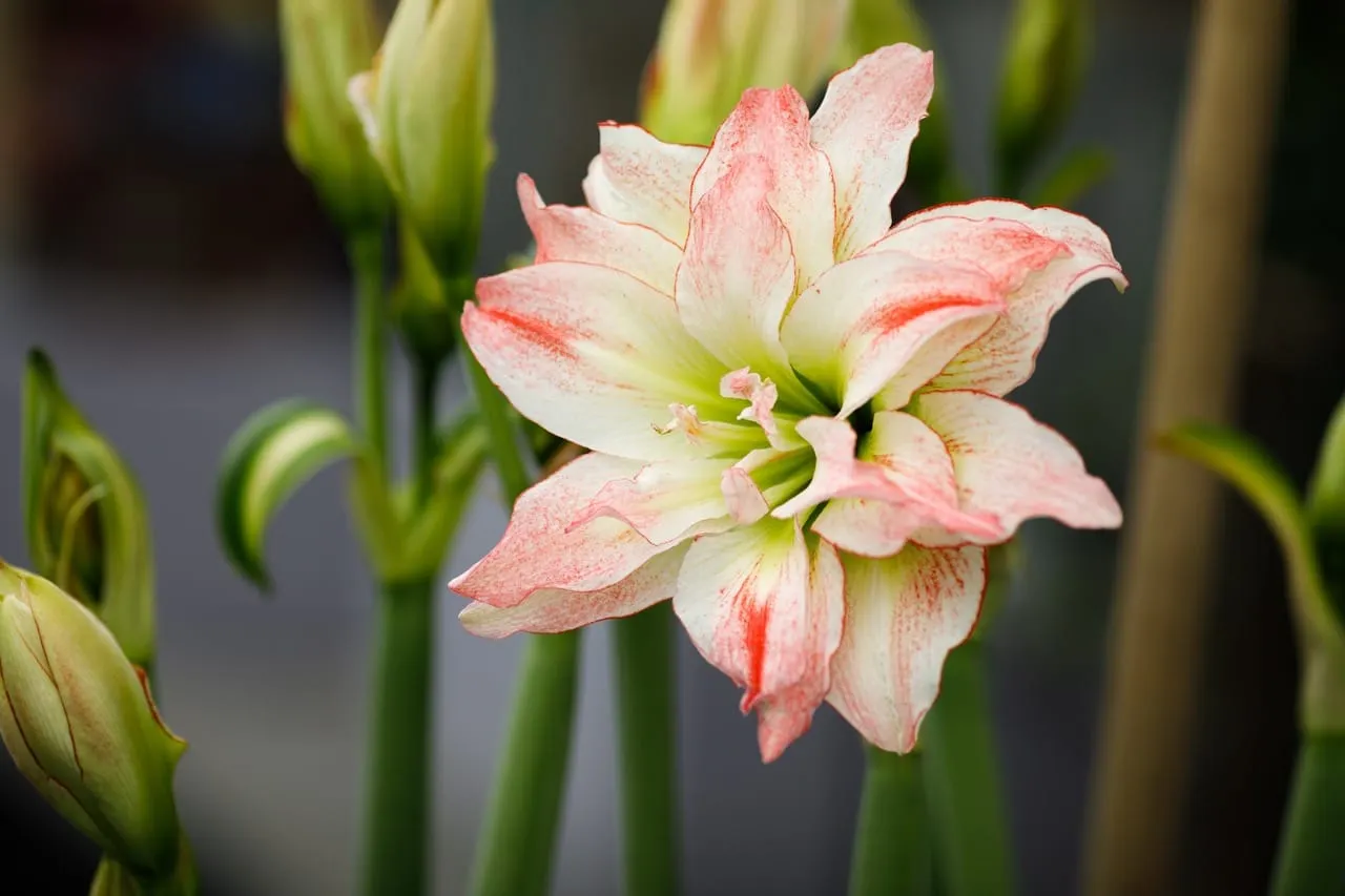 In the Garden: Winter is amaryllis season