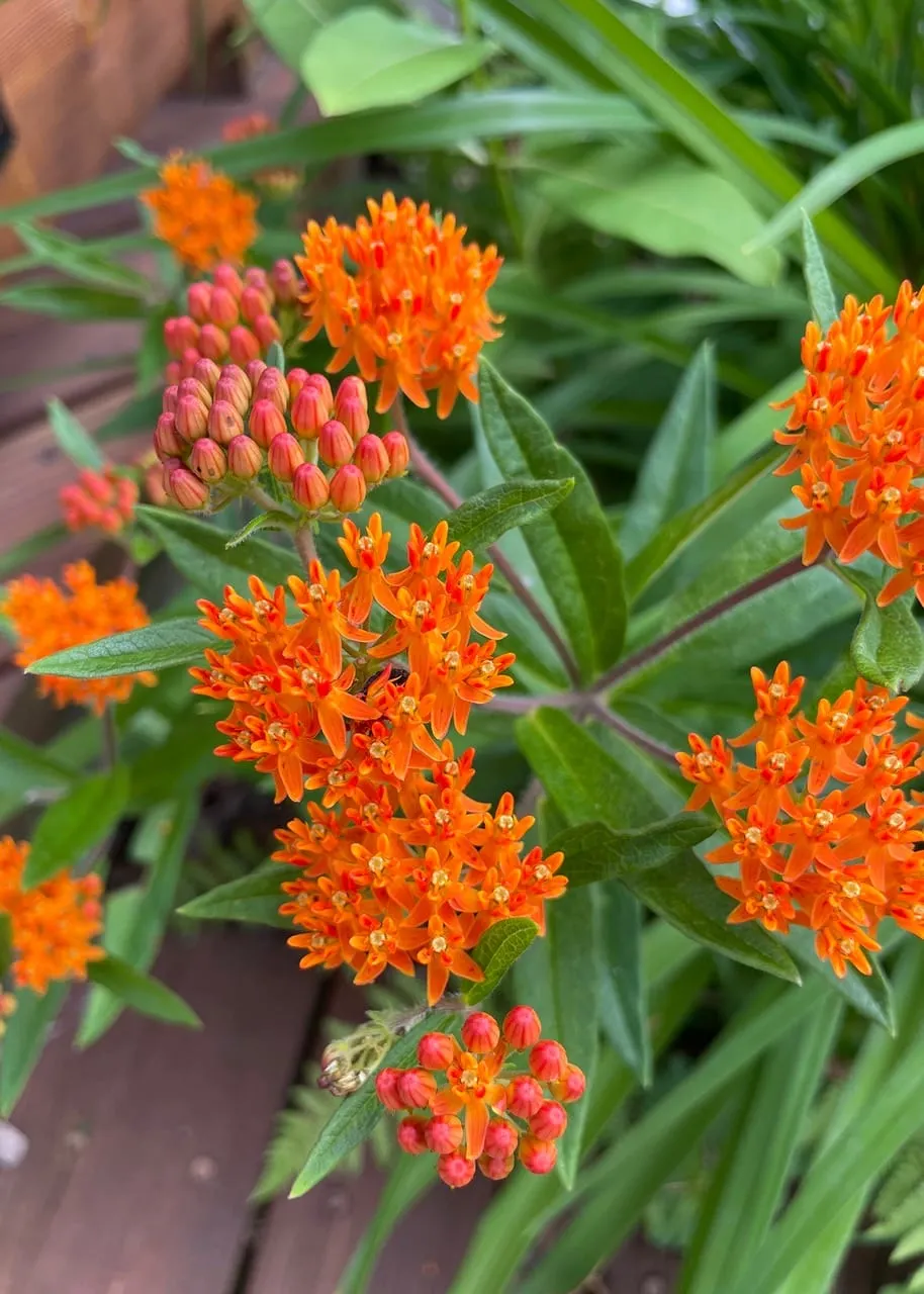 In the Garden: Mark the location of late emerging perennials