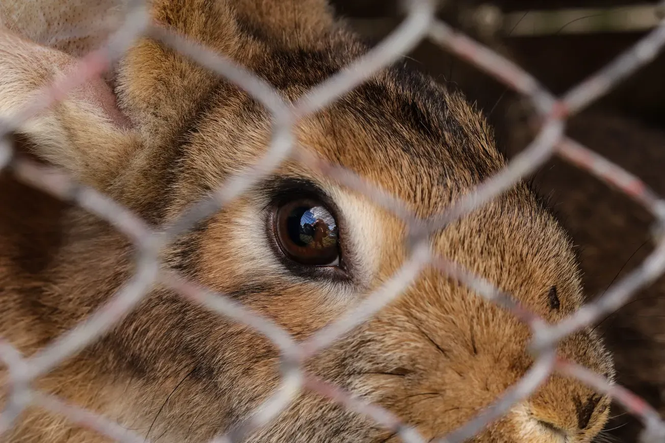 Henrico officials in talks to create first animal cruelty registry in Virginia • Why these Wyndham residents oppose proposed 400-acre data center campus near their community