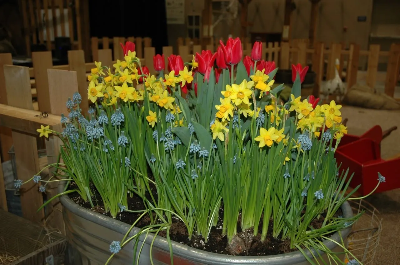 In the Garden: Bring a bit of spring indoors this winter