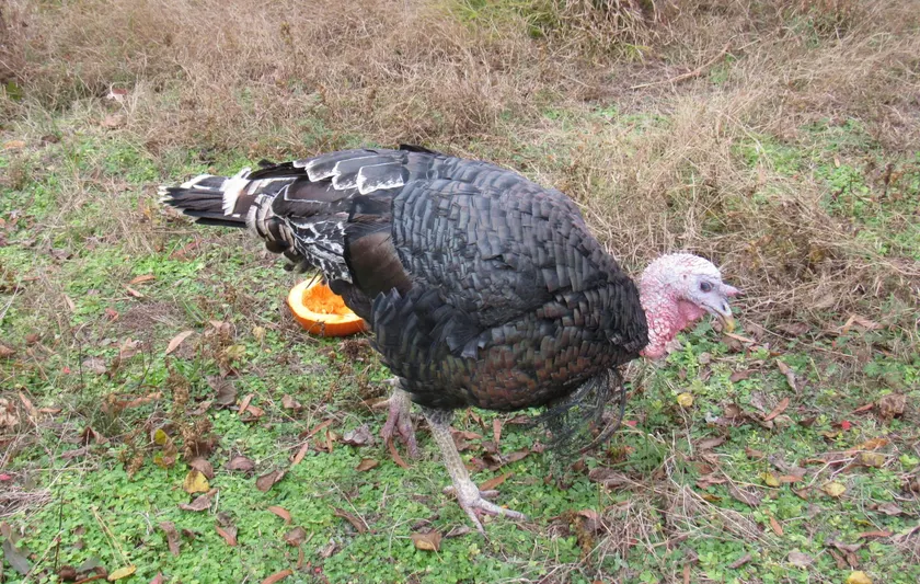 Pardon me: Vithoulkas gives holiday reprieve to aging bird
