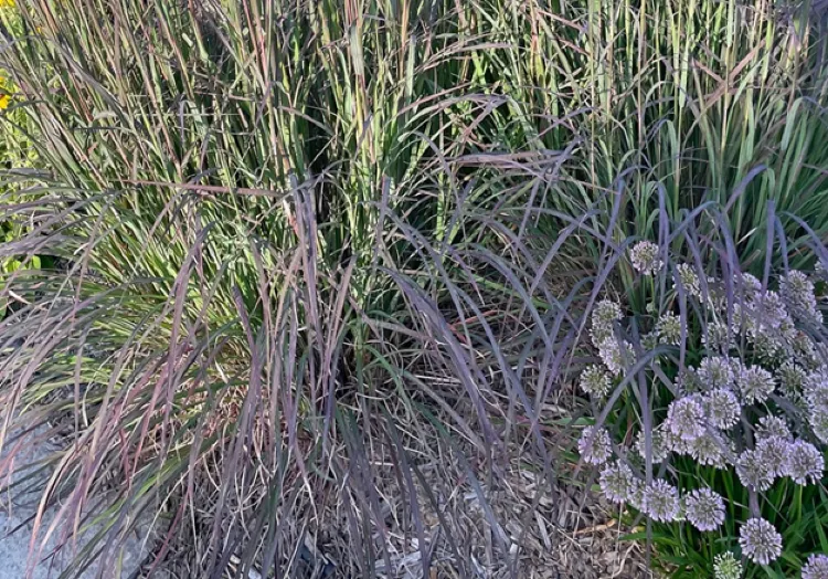 In the Garden: Blackhawks big bluestem adds bold color, interest to landscape