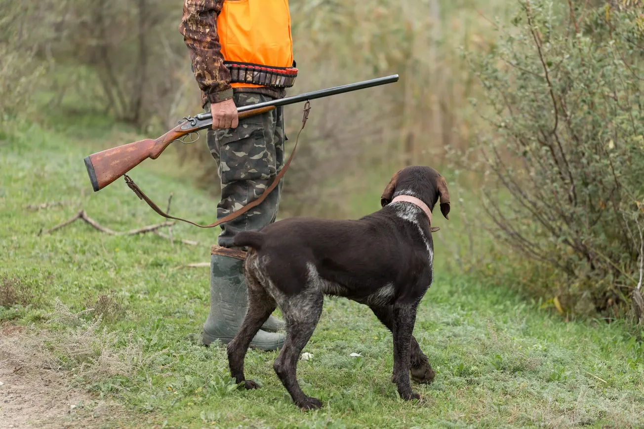 Virginia soon could require permit to hunt with dogs
