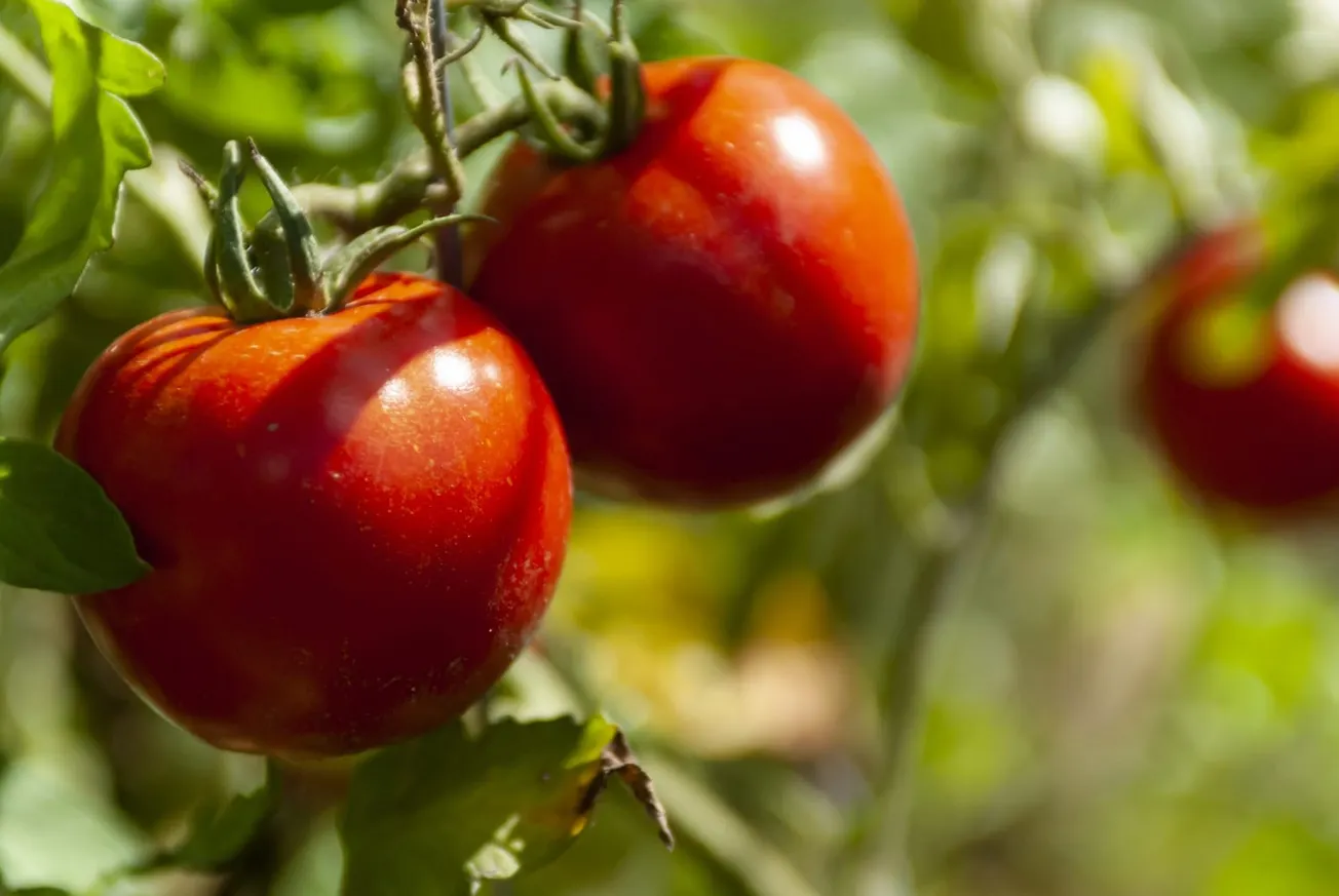 In the Garden: Tips for growing tomatoes