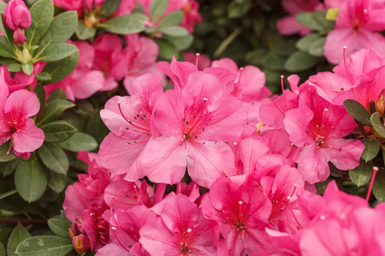 In the Garden: 2026 is the Year of the Azalea