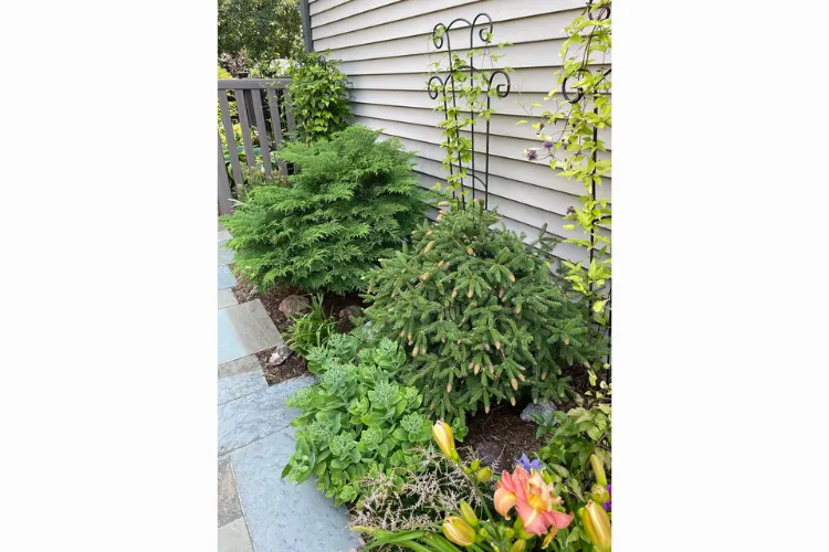 In the Garden: Evergreen selection, planting and care