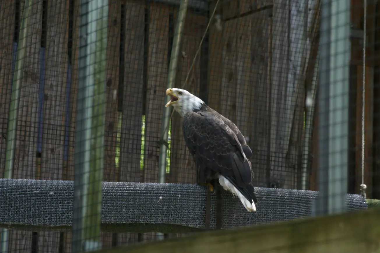 Va. officials celebrate the bald eagle’s comeback and centuries as national symbol