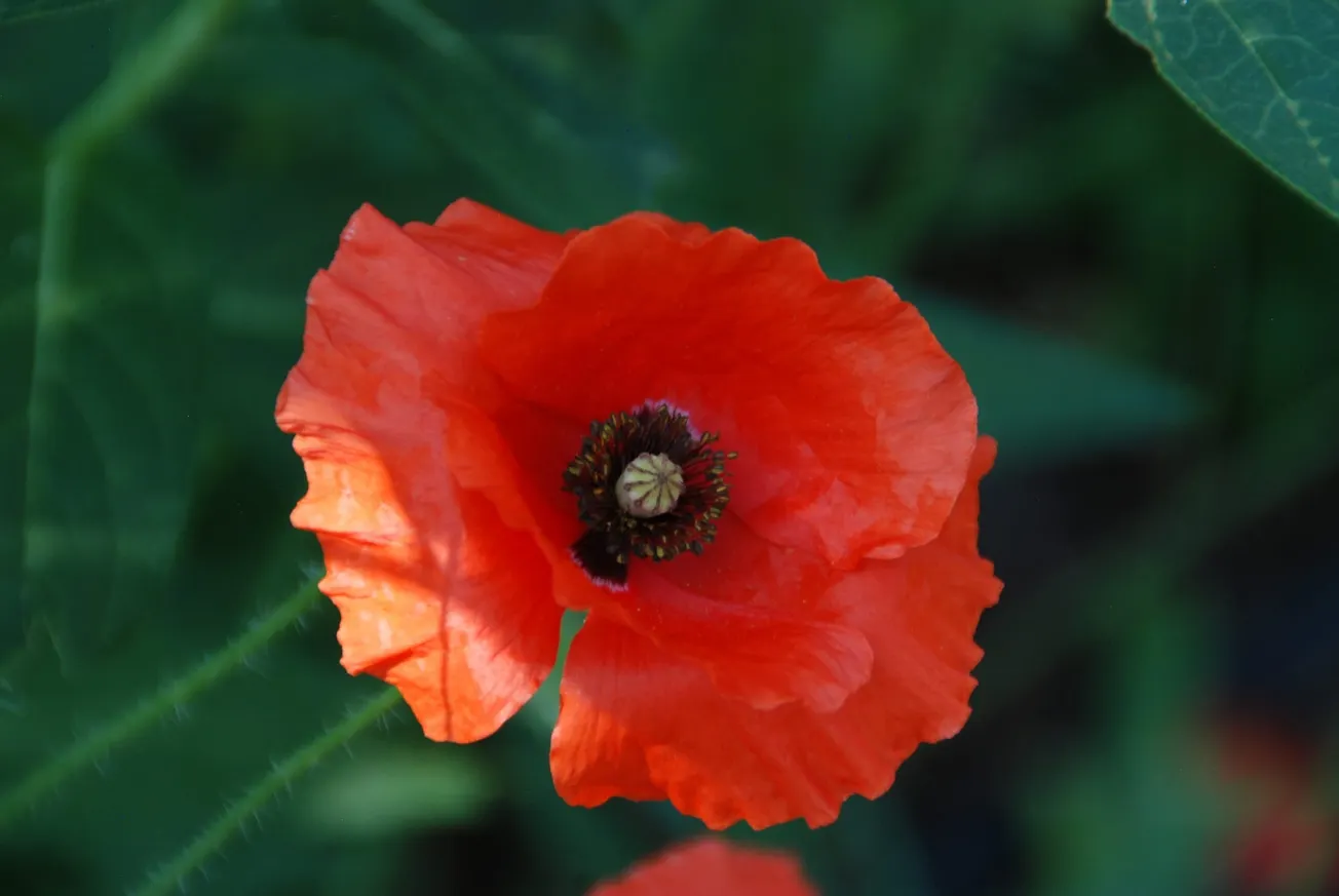 In the Garden: The symbolic red poppy