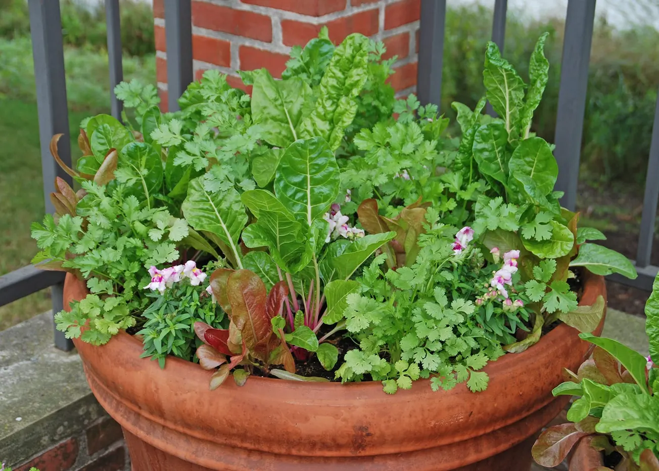 In the Garden: Flavorful herb gardens can enhance outdoor gatherings