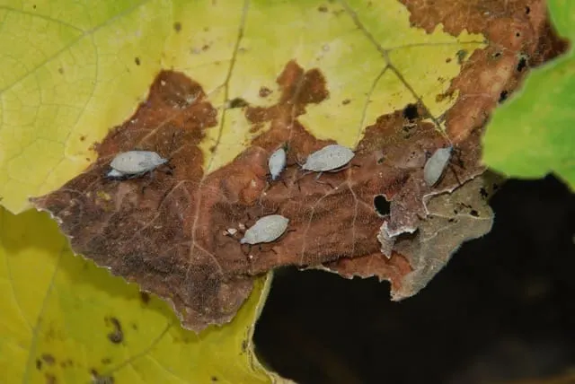 In the Garden: Eco-friendly ways to manage squash bugs