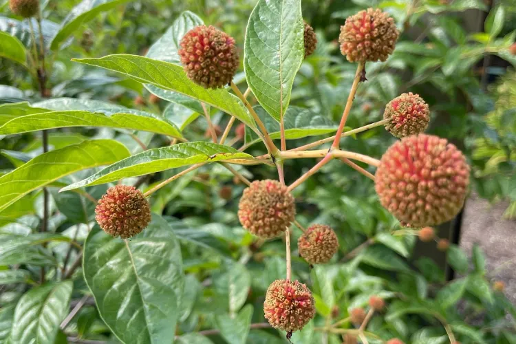 In the Garden: Five North American native shrubs for the garden