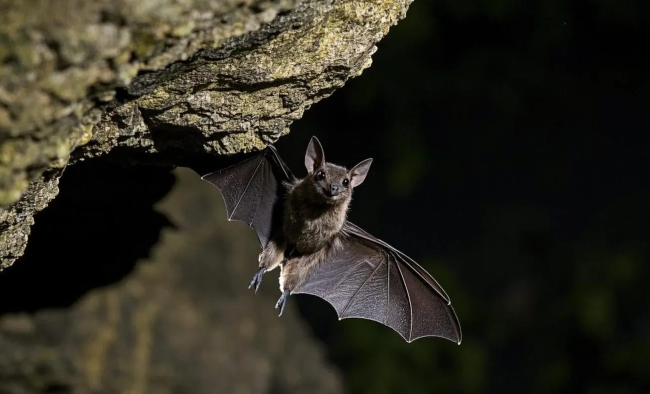 Rabies case confirmed in Henrico after incident involving 2 dogs, bat