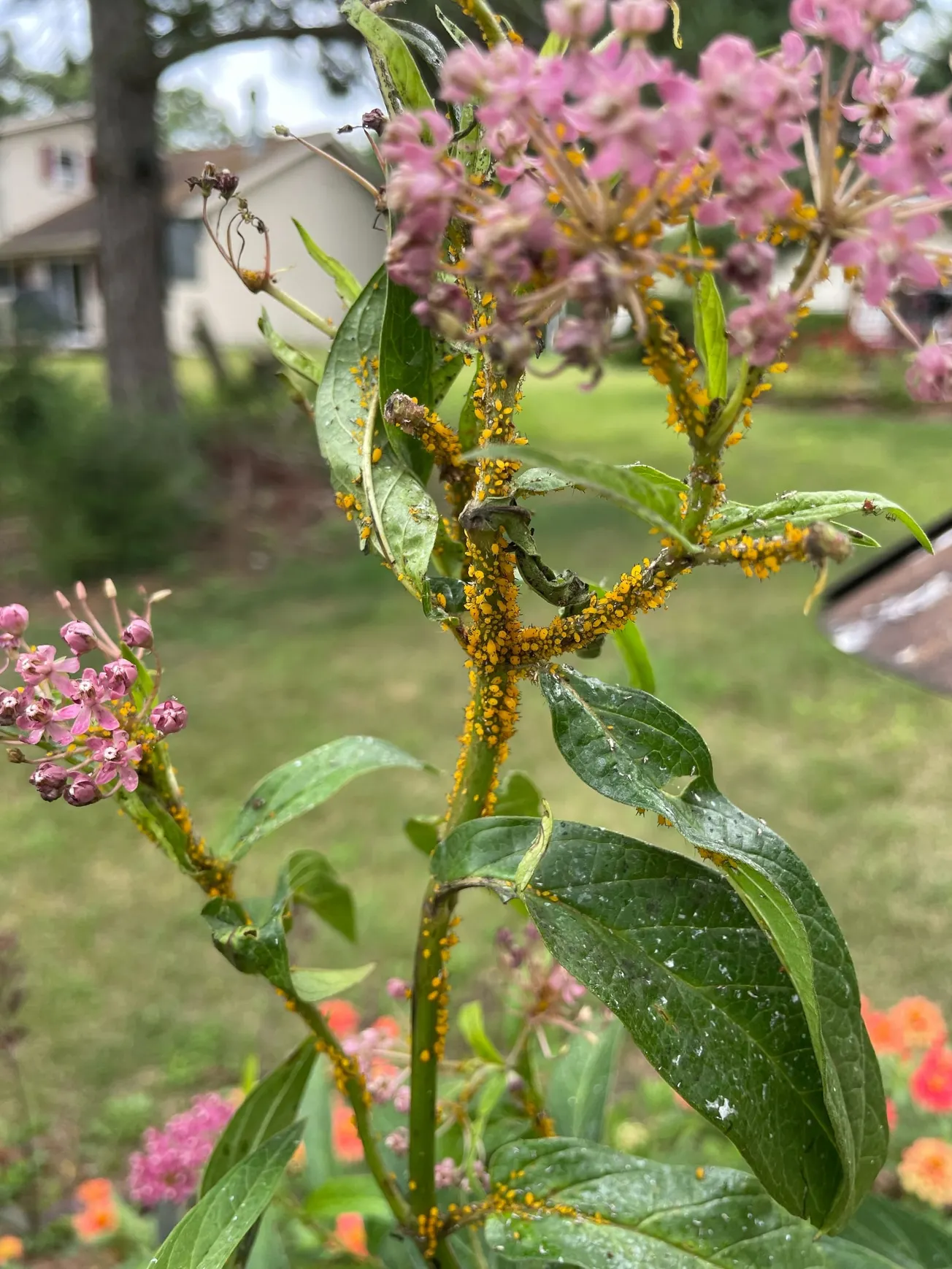In the Garden: How to manage aphids, a common garden insect