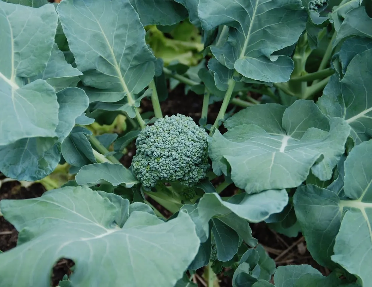 In the Garden: Boost your health with a garden of cabbage, broccoli and Brussels sprouts