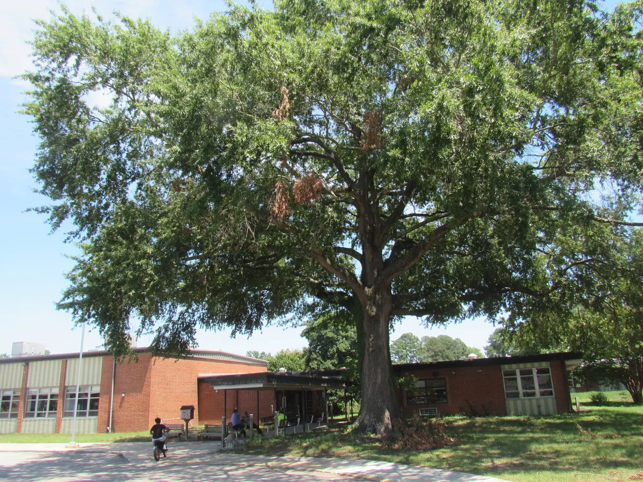 Hundreds of community members fight to preserve Longan Elementary’s symbolic oak tree