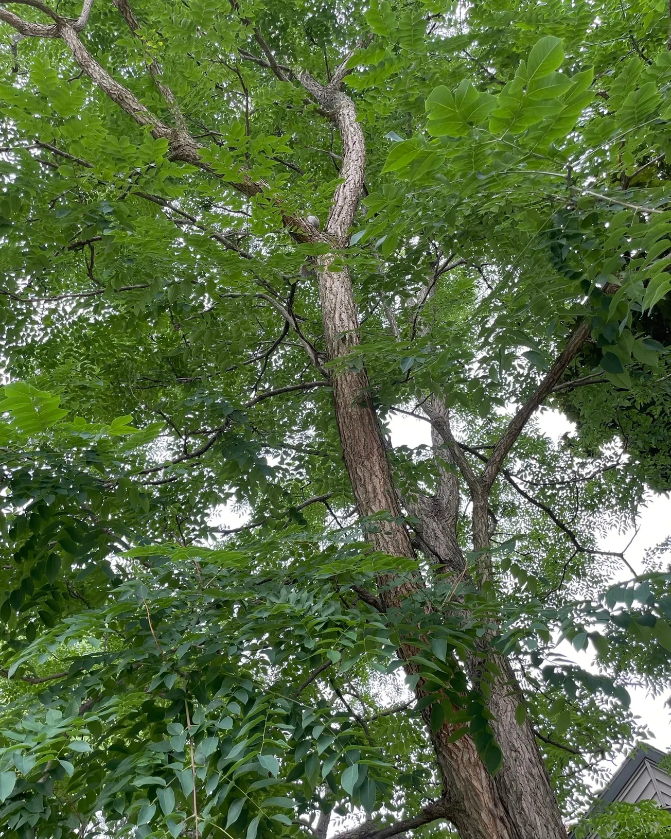 In the Garden: Caring for established trees in hot, dry weather