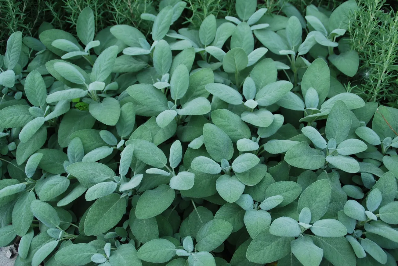 In the Garden: Enjoy the flavor of homegrown herbs year-round