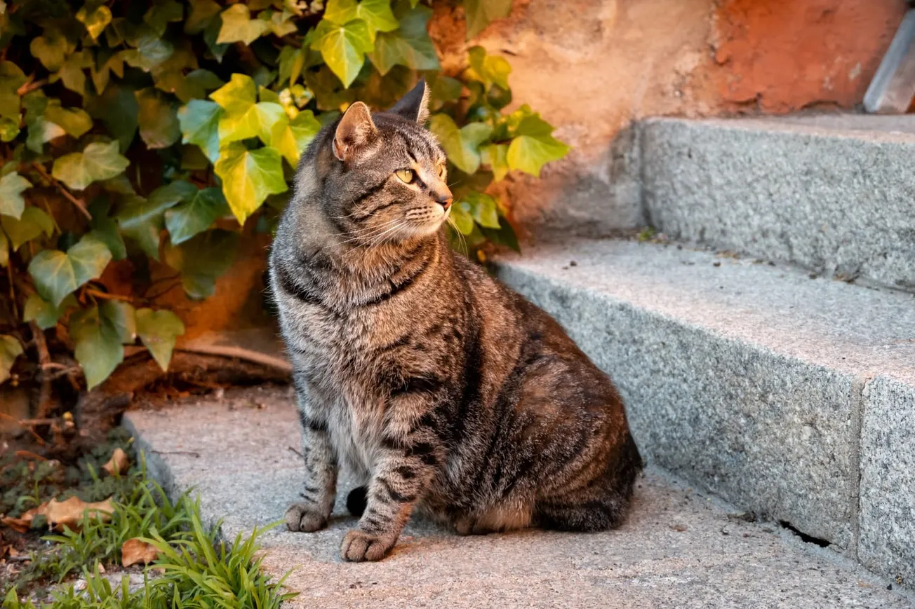 Police warn of feline parvo outbreak in Glen Allen neighborhood