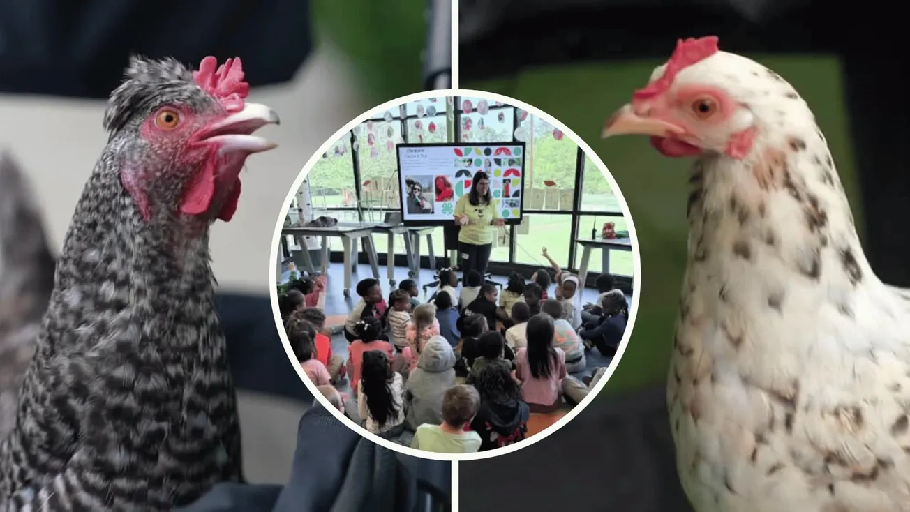 Meet Lucky and Twinky, the chickens hatching a love of learning in Henrico