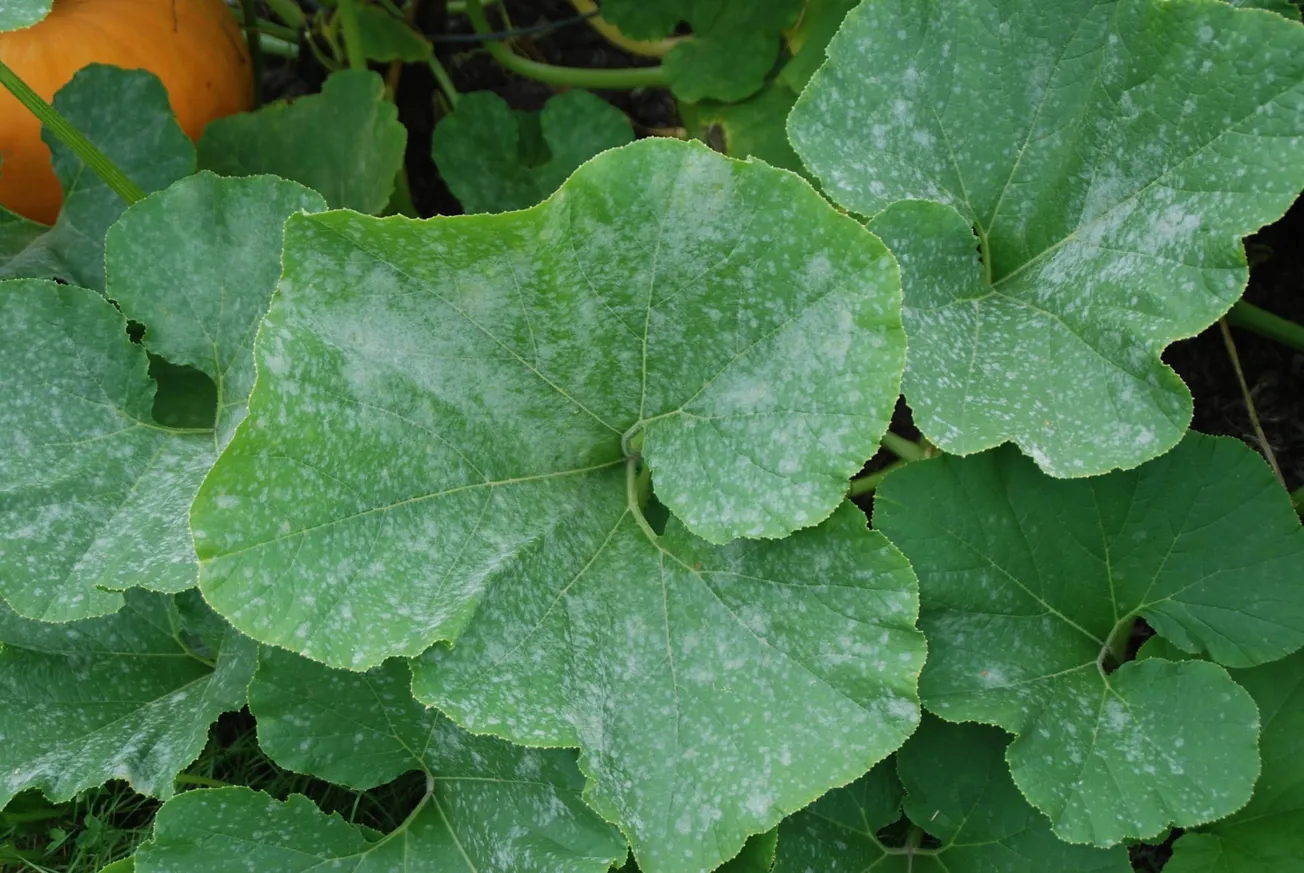 In the Garden: How to manage powdery mildew on garden and indoor plants