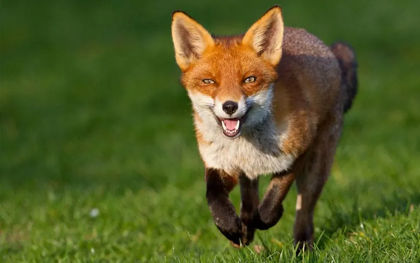 Fox confirmed as seventh positive rabies case of 2026 in Henrico