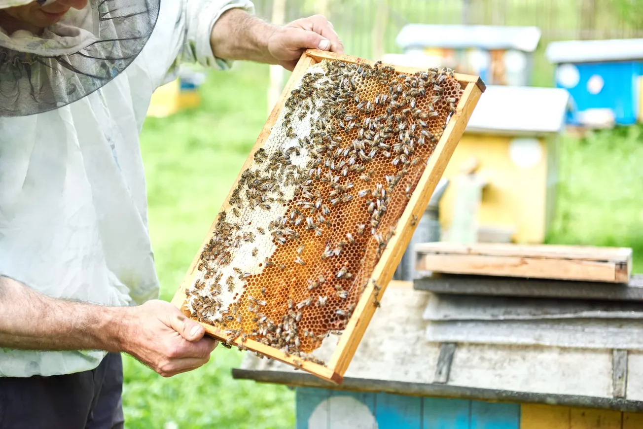 Interested in beekeeping? Virginia officials will help you get started for free