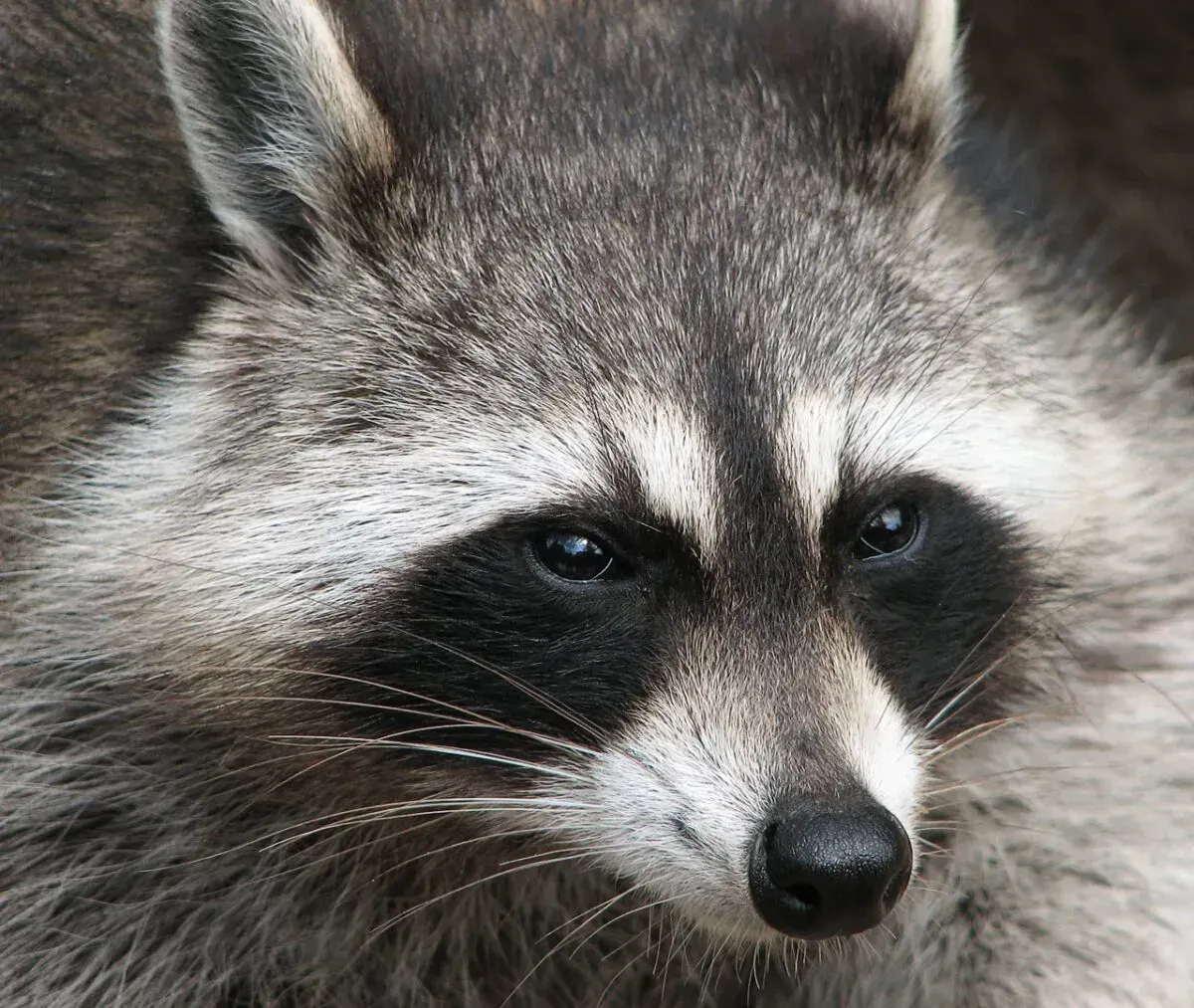 Henrico Police report eighth confirmed rabies case of 2026